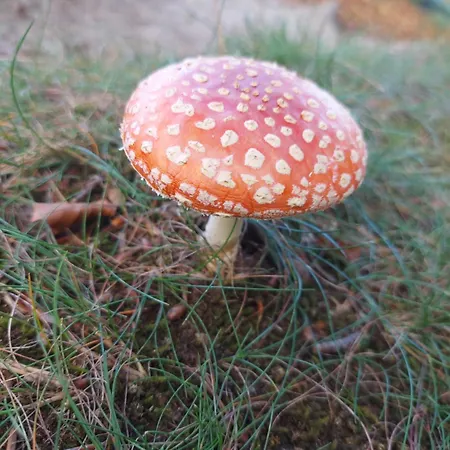 An Der Brunnenaue 4 Sterne, E-ladestation Am Haus, Wlan, Netflix, Garten Feriehus *