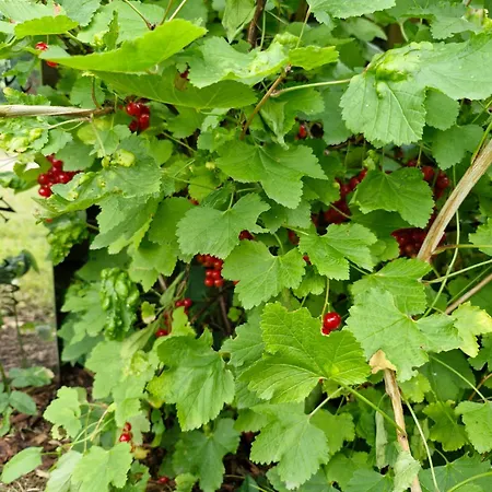 Casa vacanze An Der Brunnenaue 4 Sterne, E-ladestation Am Haus, Wlan, Netflix, Garten