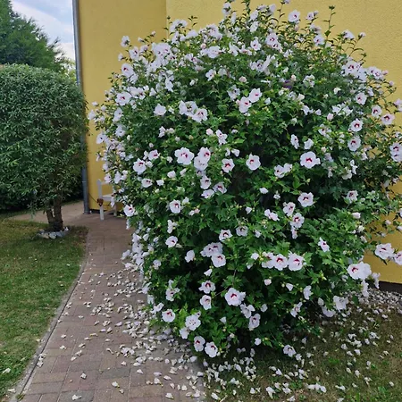 An Der Brunnenaue 4 Sterne, E-ladestation Am Haus, Wlan, Netflix, Garten בית נופש *